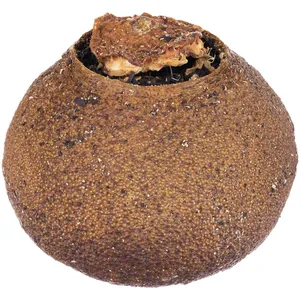 Черный чай Citrus в апельсине с маслом лайма заказать онлайн со своим дизайном в РПК КБ с доставкой и скидками